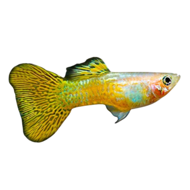 Poecilia reticulata - Guppy - Golden Cobra...