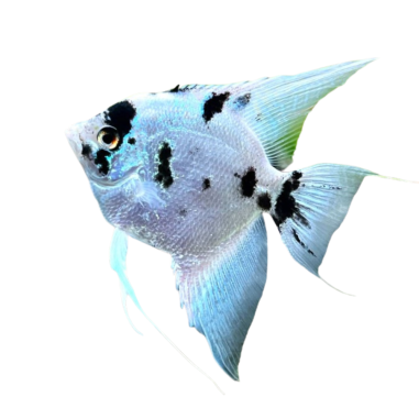 Pterophyllum scalare - angel panda L