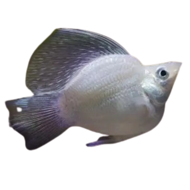 Poecilia latipinna - Molly - White Silver...