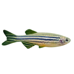 Brachydanio rerio - Danio Zebra - Short Fin M