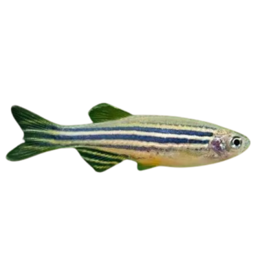 Brachydanio rerio - Danio Zebra - Short Fin M