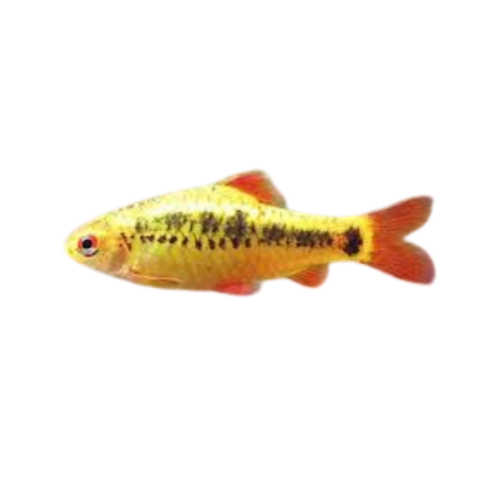 Puntius Sachsi - Golden Barb L