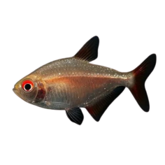 Hyphessobrycon anisitsi - Tetra - Buenos Aires Gold