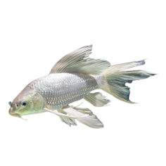 Cyprinus carpio - koi Platinum Pinne a Velo 7/8 cm