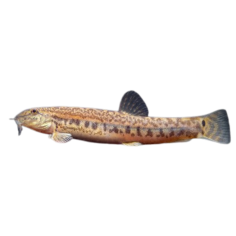 Lepidocephalus Thermalis - Spotted Tiger Loach L