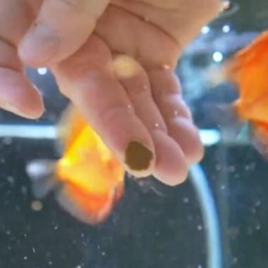 Streambiz Blodwoorm Paste 70 g - mangime in...