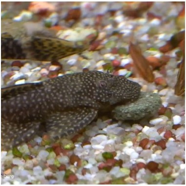 Streambiz Catfish Nuggets Soft herbivore 90 g -...