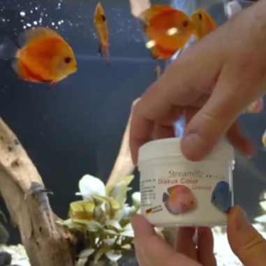 Streambiz Discus Colour Softgranules 80 g -...