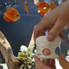 Streambiz Discus Colour Softgranules 230 g - mangime in... 2