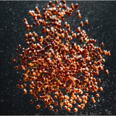 Streambiz Cichlid Color Softgranules 230 g -...