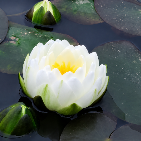 Nymphaea Gonnère