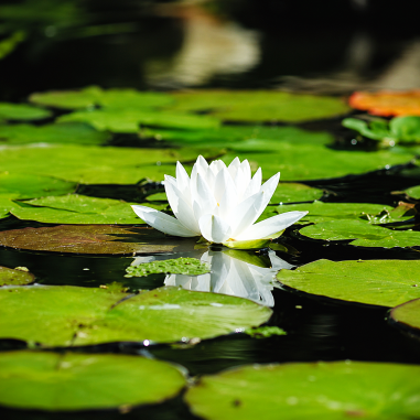 Nymphaea Gonnère
