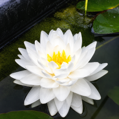 Nymphaea Gonnère