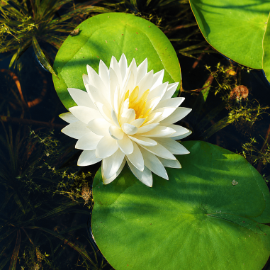 Nymphaea Gonnère