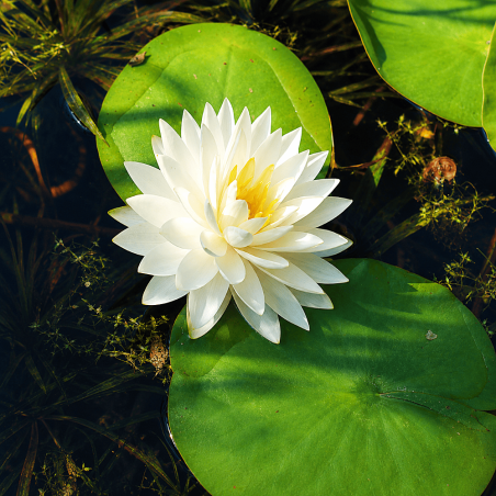 Nymphaea Gonnère