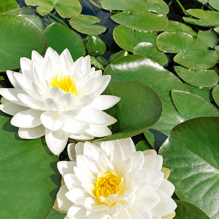 Nymphaea Gonnère