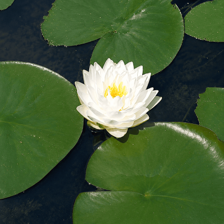 Nymphaea Gonnère
