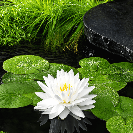 Nymphaea Gonnère