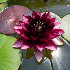 Nymphaea Perry almost black