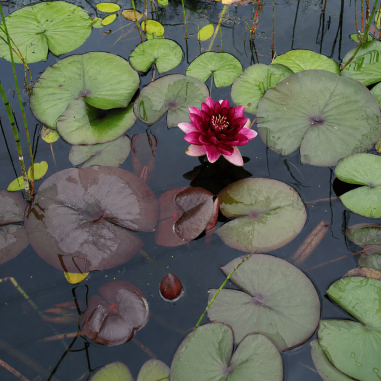 Nymphaea Perry almost black