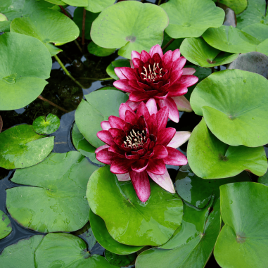 Nymphaea Perry almost black