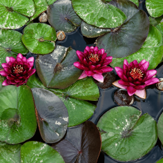 Nymphaea Perry almost black 2