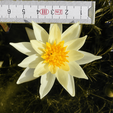 Nymphaea Pygmaea Helvola