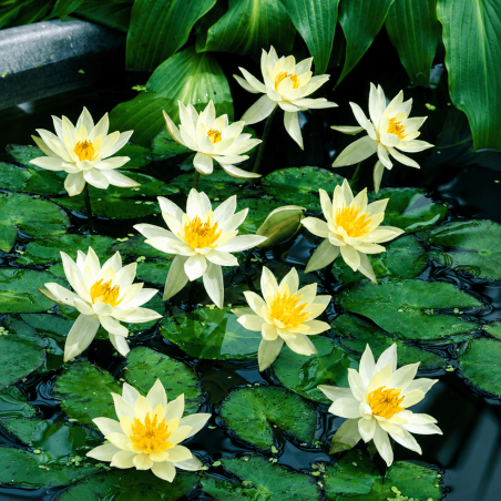 Nymphaea Pygmaea Helvola