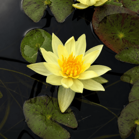 Nymphaea Pygmaea Helvola