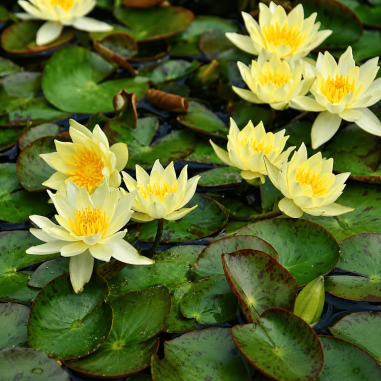Nymphaea Pygmaea Helvola