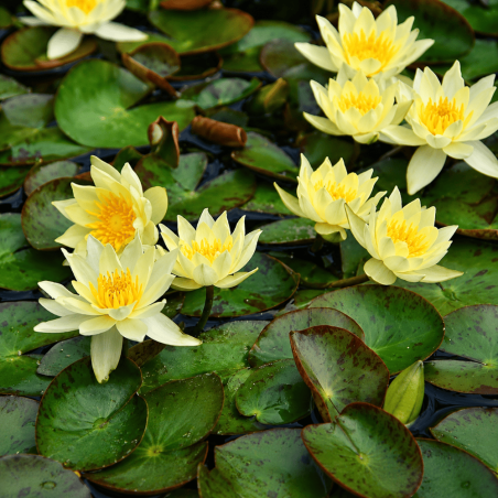 Nymphaea Pygmaea Helvola
