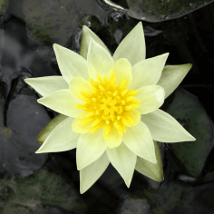 Nymphaea Pygmaea Helvola