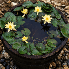 Nymphaea Pygmaea Helvola 2