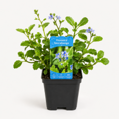Veronica beccabunga