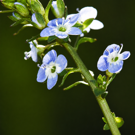 Veronica beccabunga