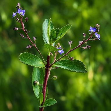 Veronica beccabunga