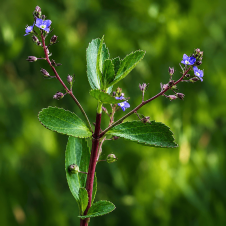 Veronica beccabunga