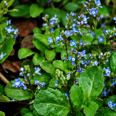 Veronica beccabunga 2