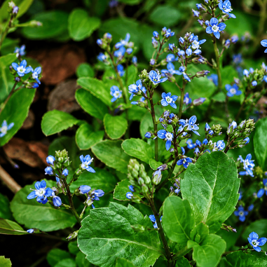Veronica beccabunga