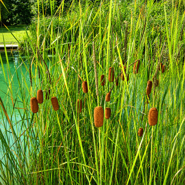 Typha laxmannii
