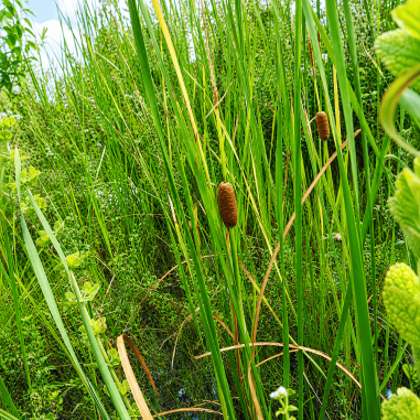 Typha laxmannii (Laxmann's Bulrush)