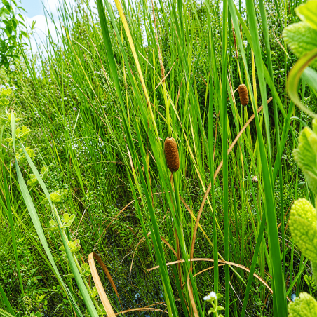Typha laxmannii (Laxmann's Bulrush)
