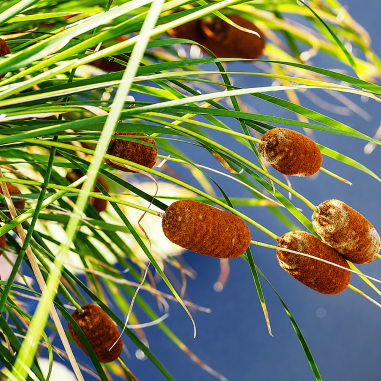 Typha laxmannii