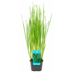 Typha laxmannii