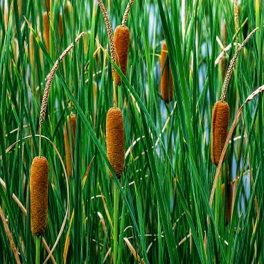 Typha laxmannii