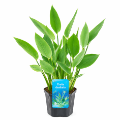 Thalia dealbata