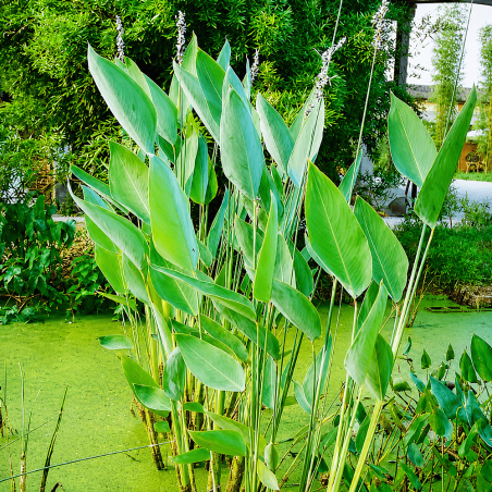 Thalia dealbata