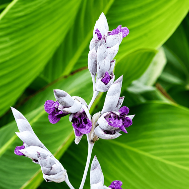 Thalia dealbata