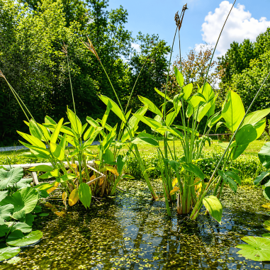 Thalia dealbata