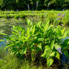 Thalia dealbata 2
